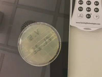 bacteria violin