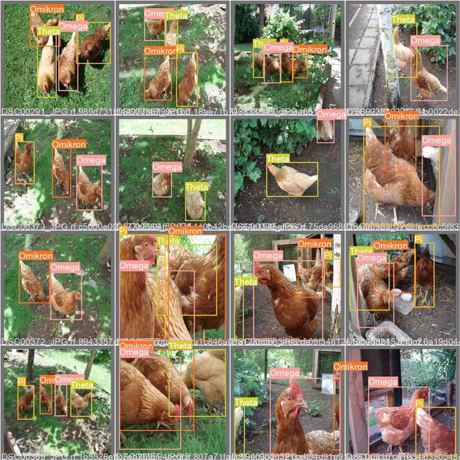 Classifying my chickens using YOLOv5