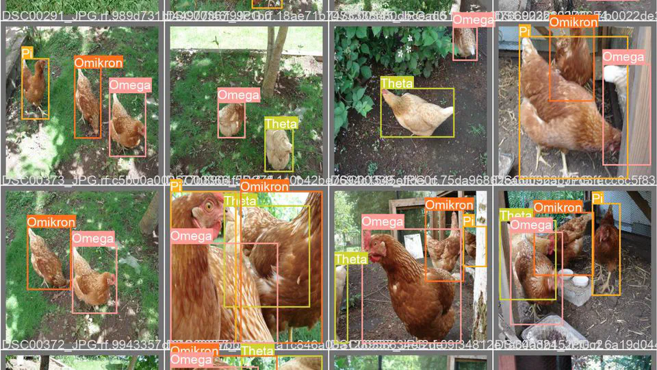 Classifying my chickens using YOLOv5